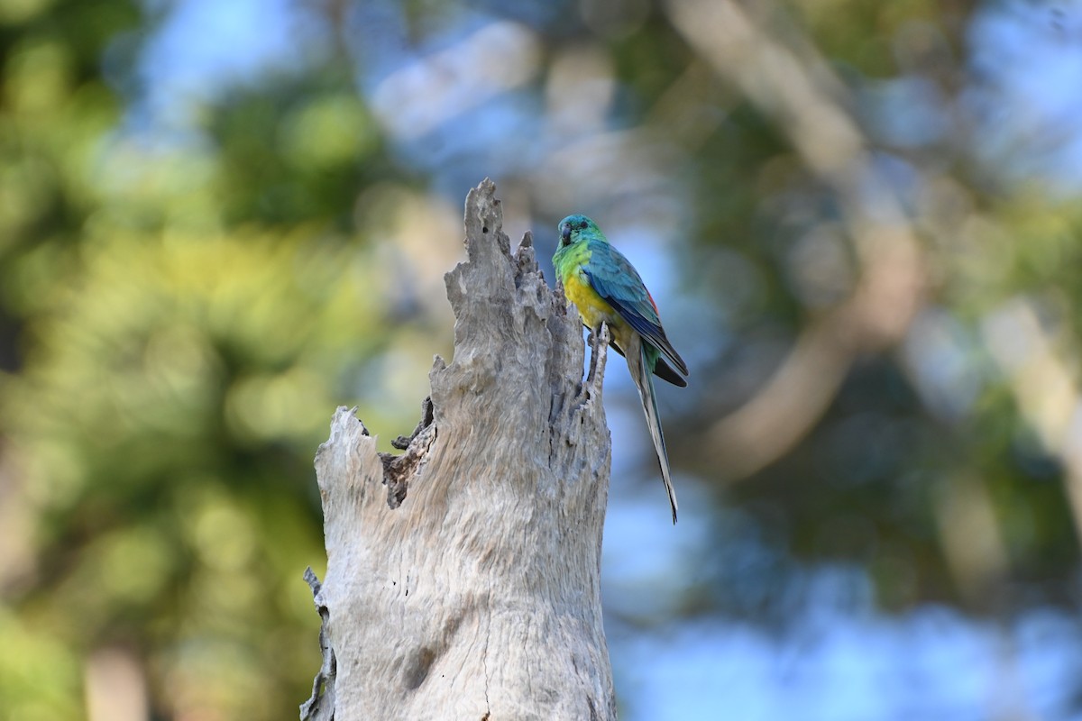 Red-rumped Parrot - ML613670751