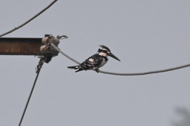 Pied Kingfisher - ML613670754