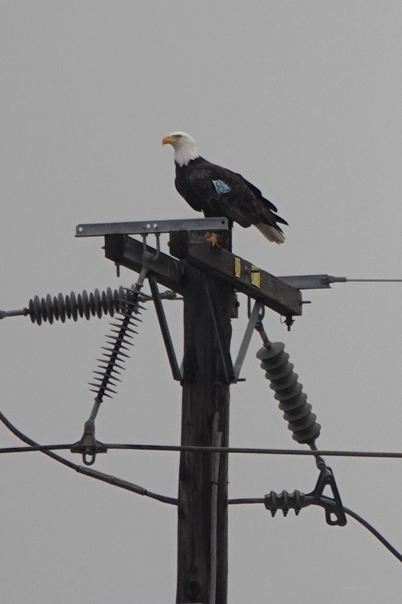 Bald Eagle - Steve Neely