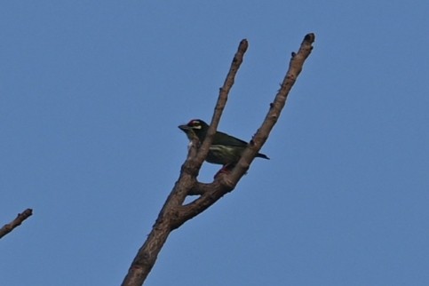 Coppersmith Barbet - ML613670757