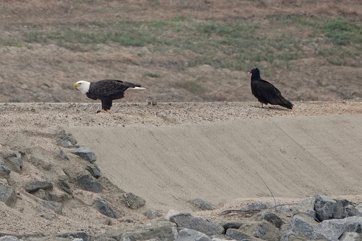 Bald Eagle - ML613670758