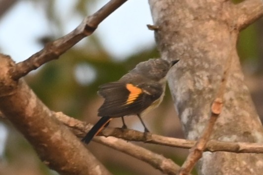 Small Minivet - ML613670764
