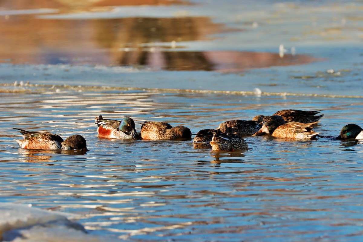 מרית צפונית - ML613670769