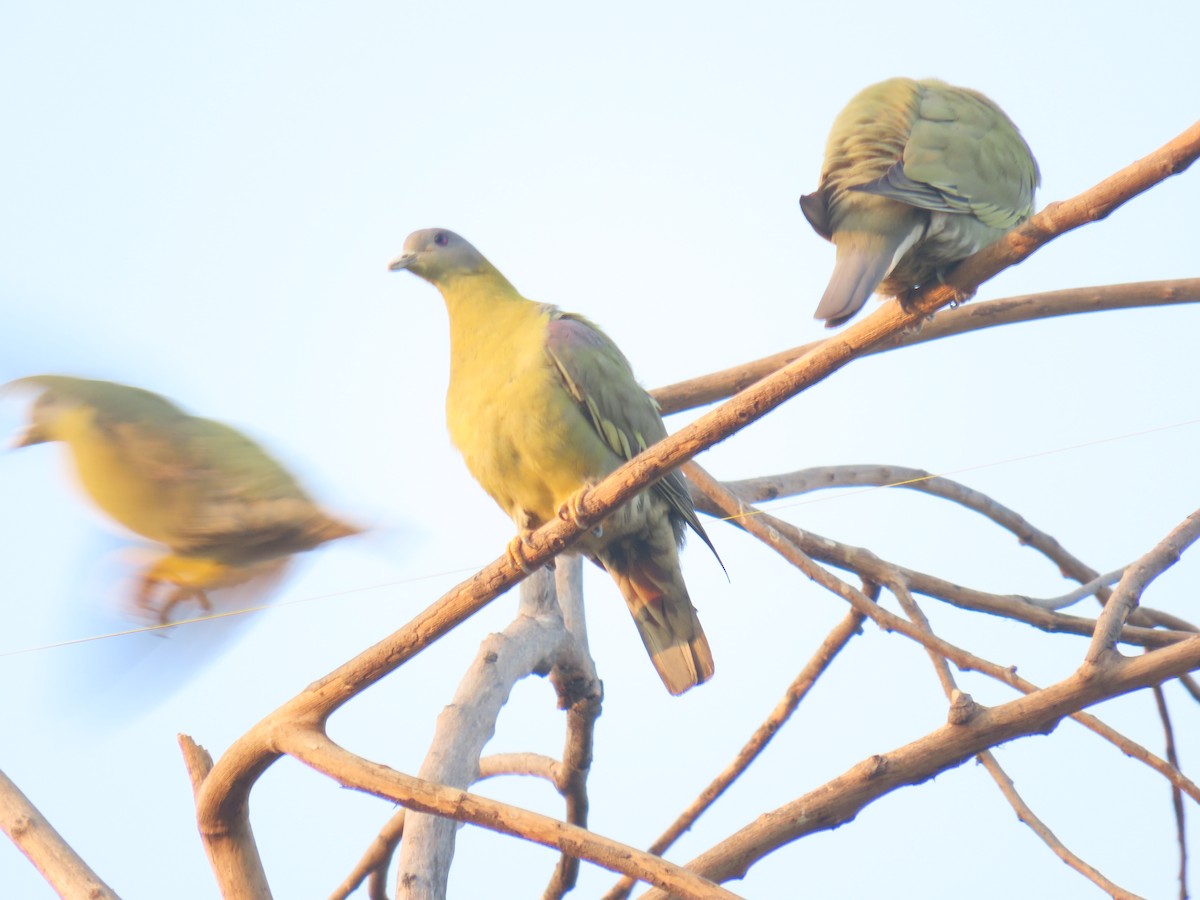 Yellow-footed Green-Pigeon - ML613670774