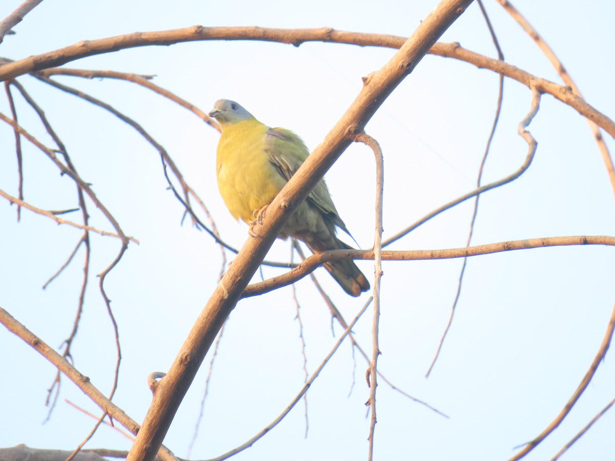 Yellow-footed Green-Pigeon - ML613670775