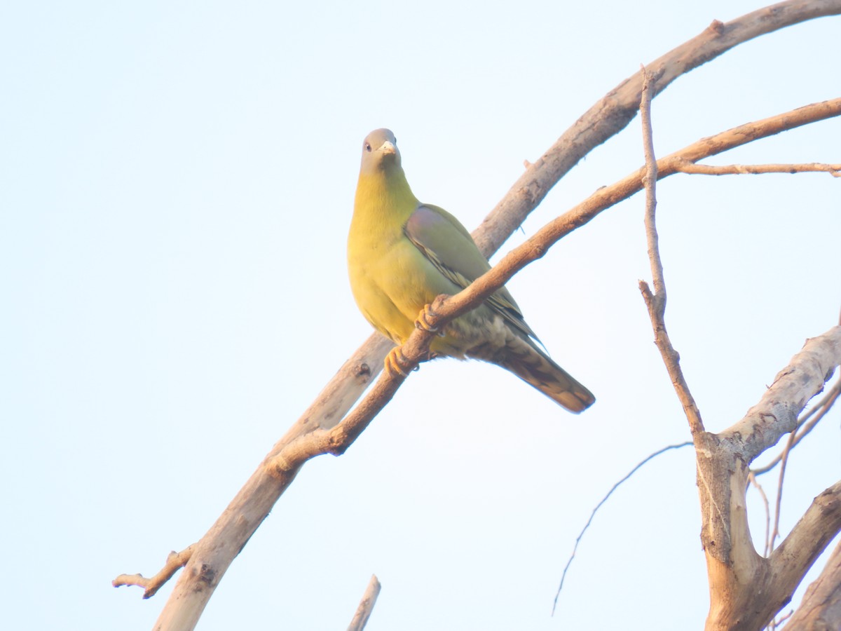 Yellow-footed Green-Pigeon - ML613670776