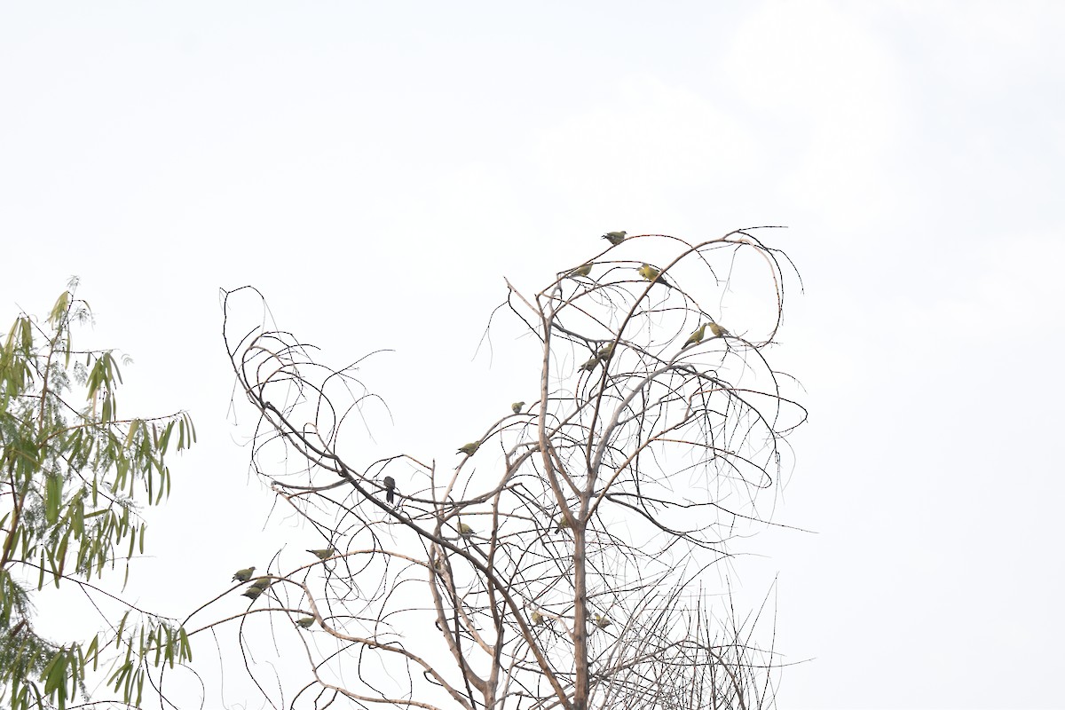 Yellow-footed Green-Pigeon - ML613670777