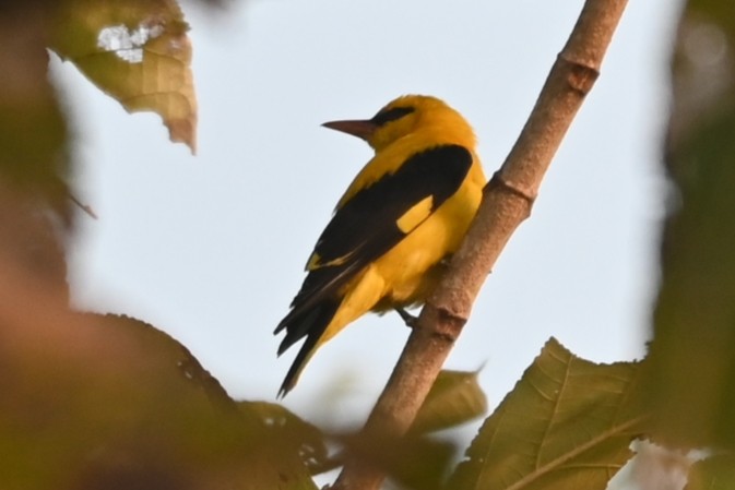 Indian Golden Oriole - ML613670790