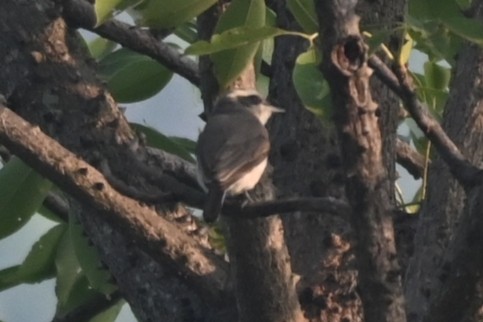 Common Woodshrike - ML613670792