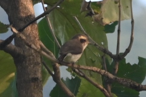 Common Woodshrike - ML613670793
