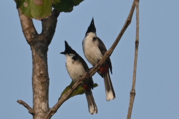 Bulbul masailgorria - ML613670808