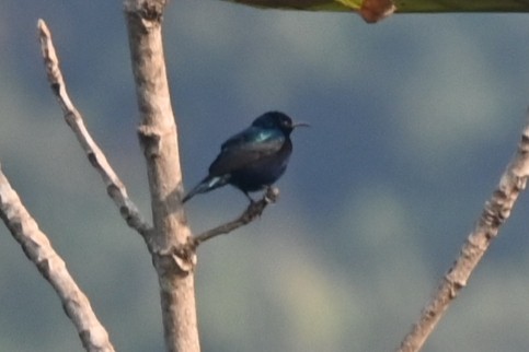 Purple Sunbird - ML613670812