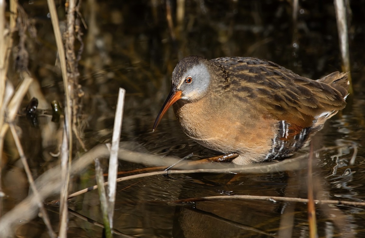 Virginia Rail - ML613670828