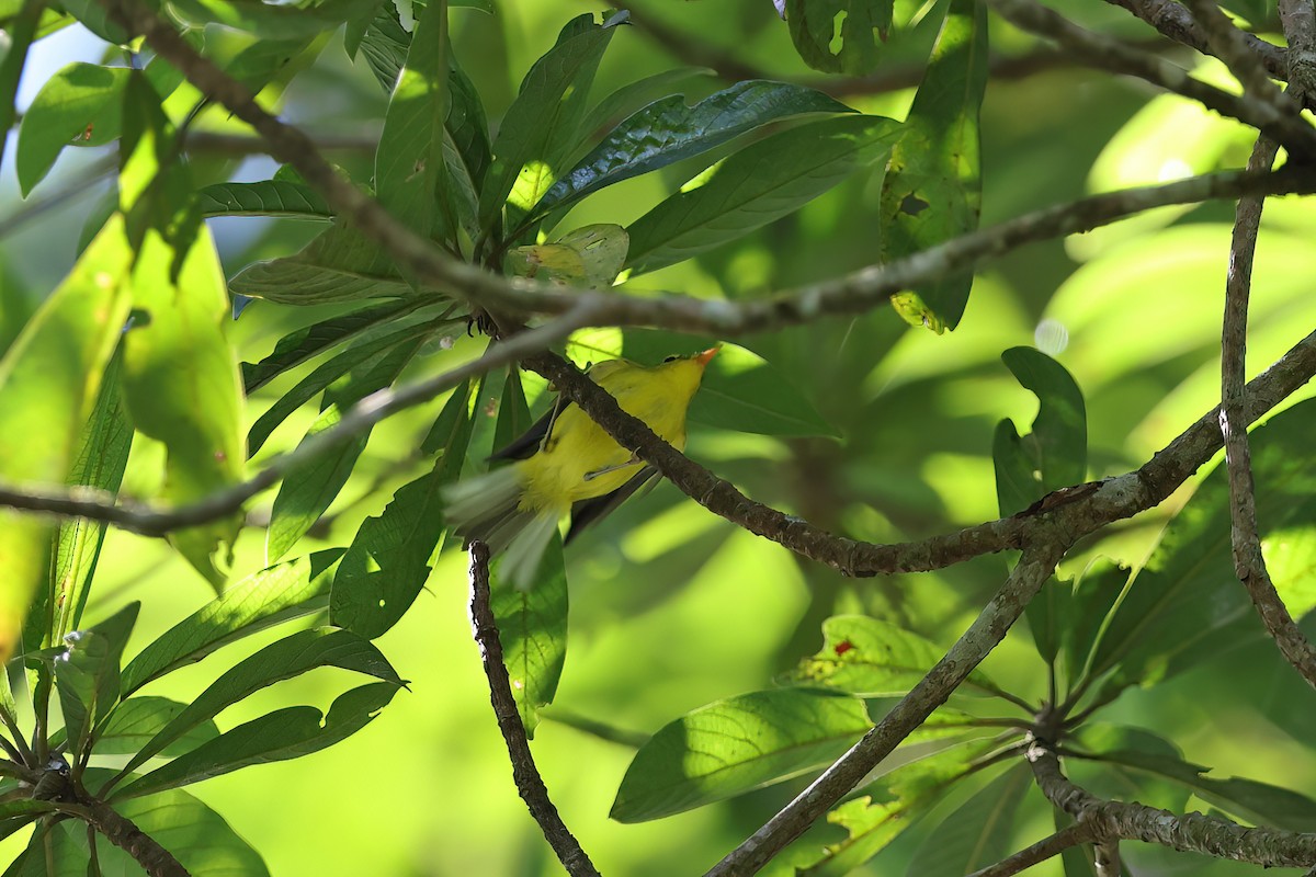 Hainan Leaf Warbler - ML613670866