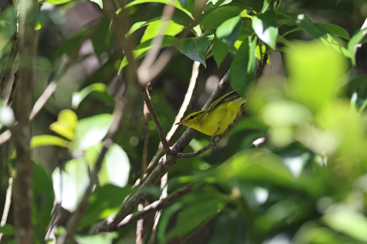 Hainan Leaf Warbler - ML613670867