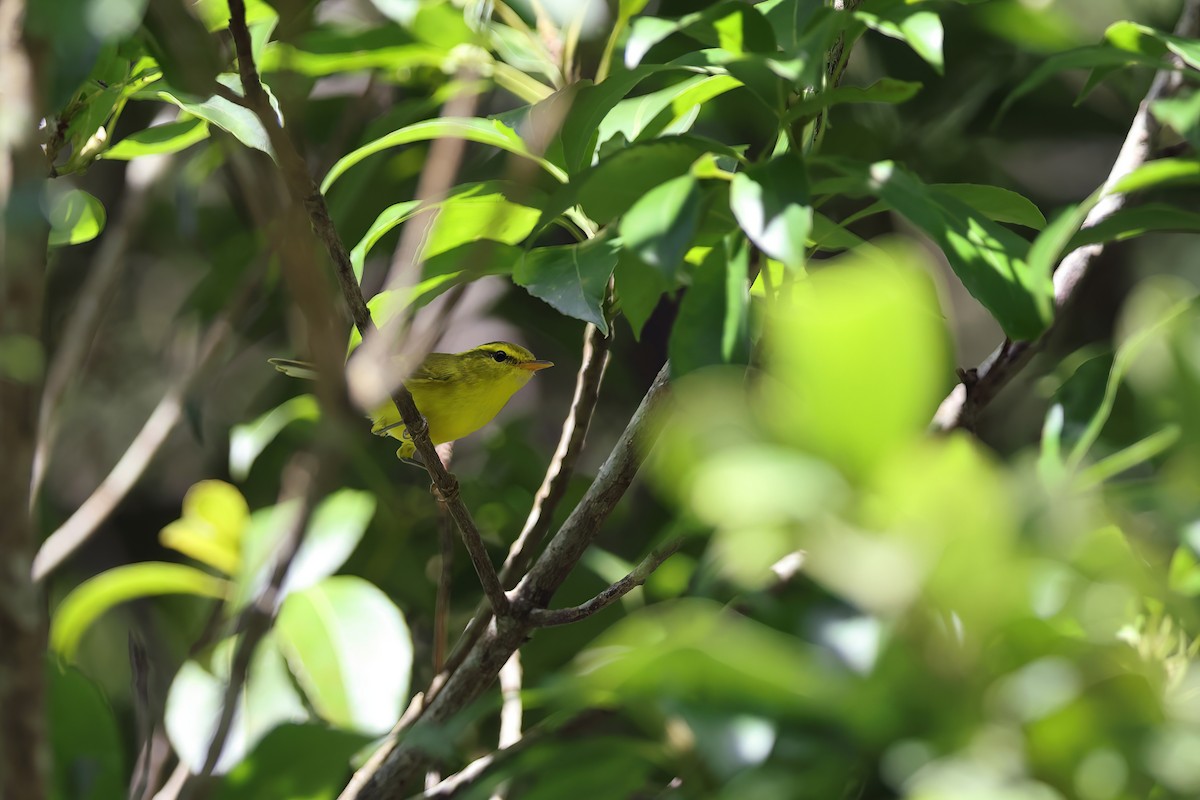 Hainan Leaf Warbler - ML613670868
