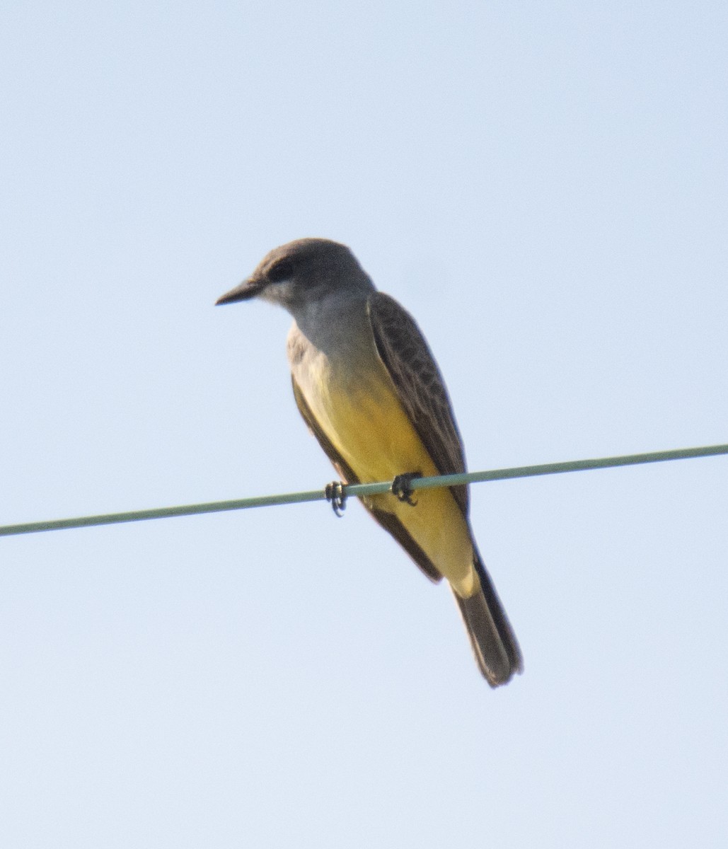 Cassin's Kingbird - ML613670904