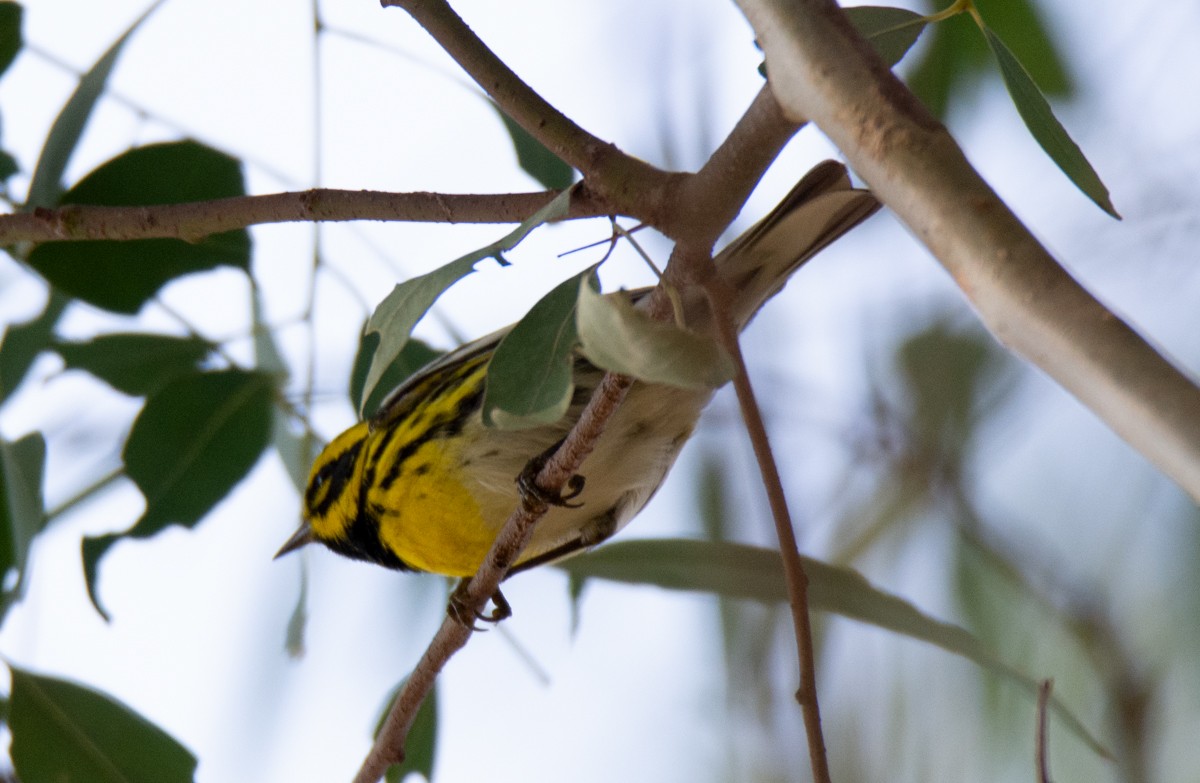 Townsend's Warbler - ML613670910