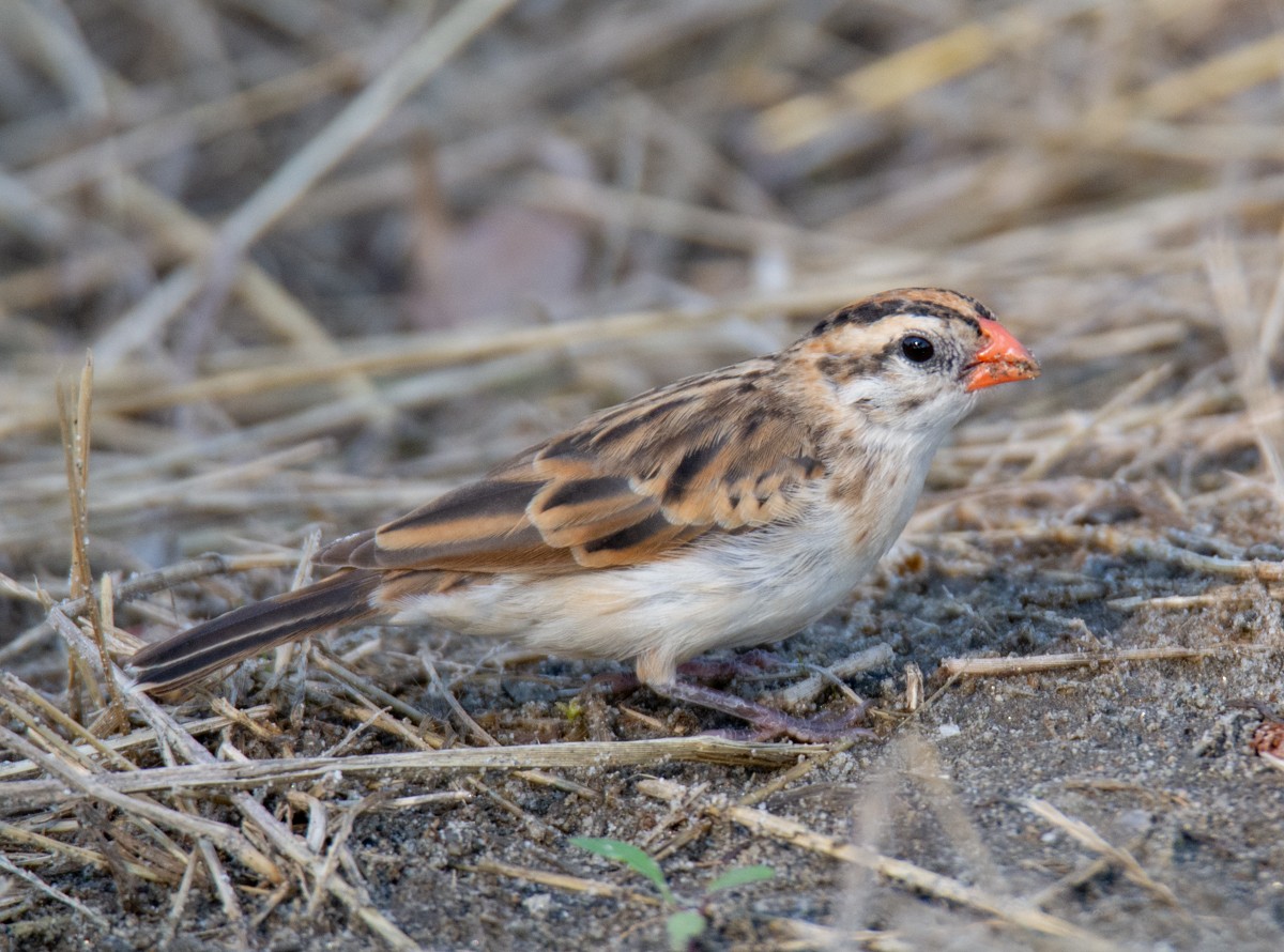 Pin-tailed Whydah - ML613670915