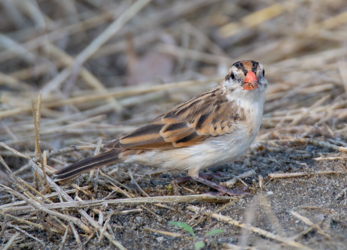 Pin-tailed Whydah - ML613670916