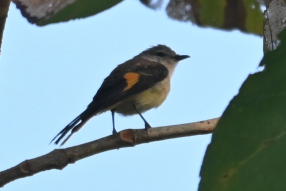 Small Minivet - ML613670935