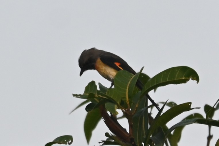 Small Minivet - ML613670936