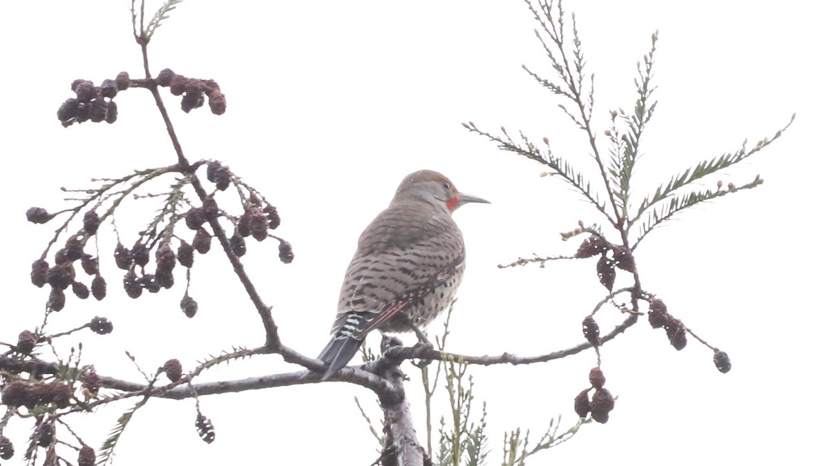 Northern Flicker - Emily Gambone