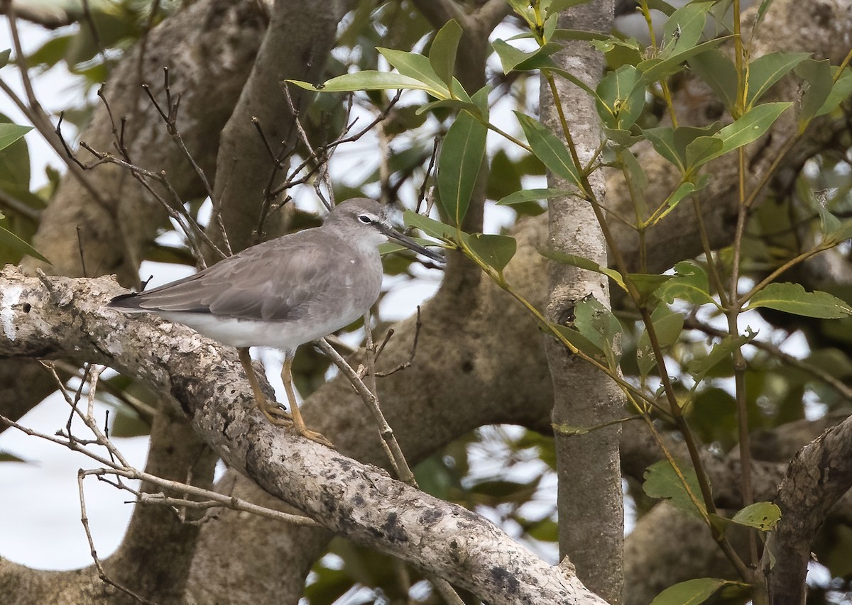 Gray-tailed Tattler - ML613671033