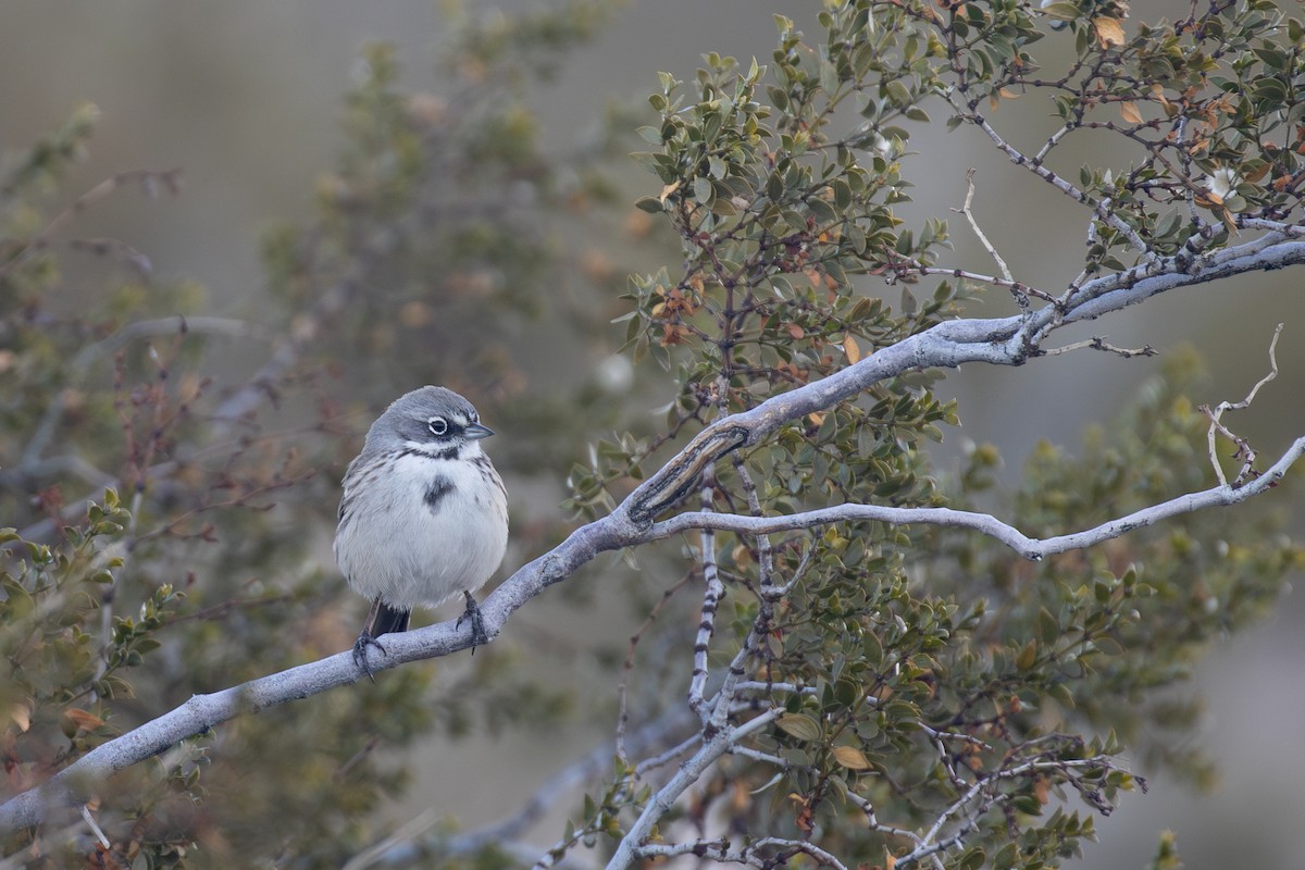 Bell's Sparrow (canescens) - ML613671035