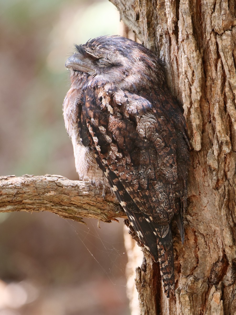 Tawny Frogmouth - Keith Morris