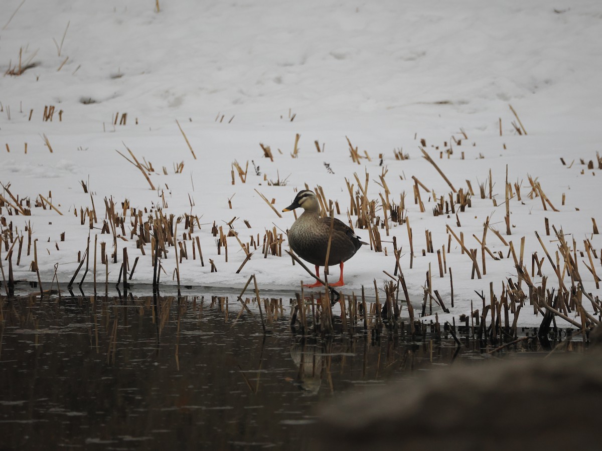 Eastern Spot-billed Duck - ML613671060