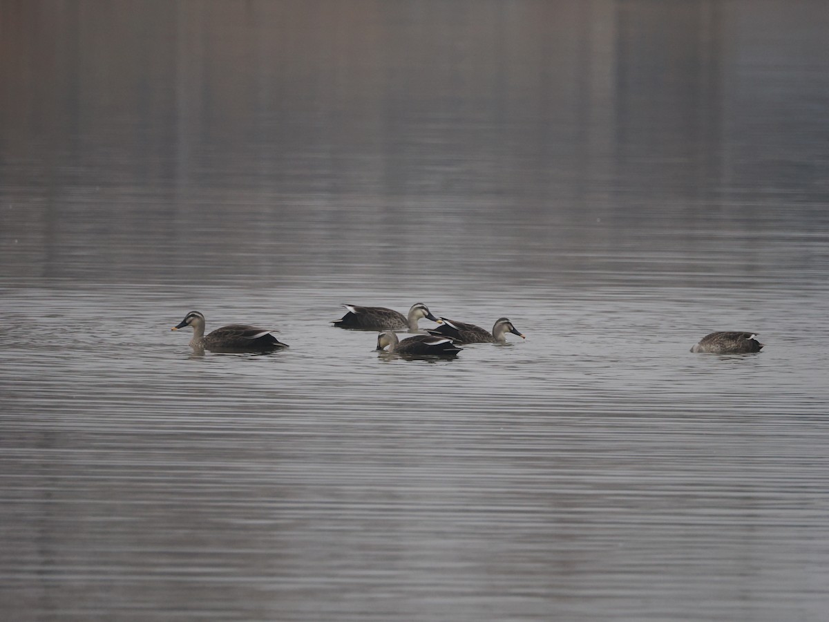 Eastern Spot-billed Duck - ML613671061