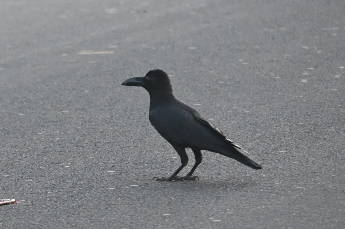 Large-billed Crow - ML613671131