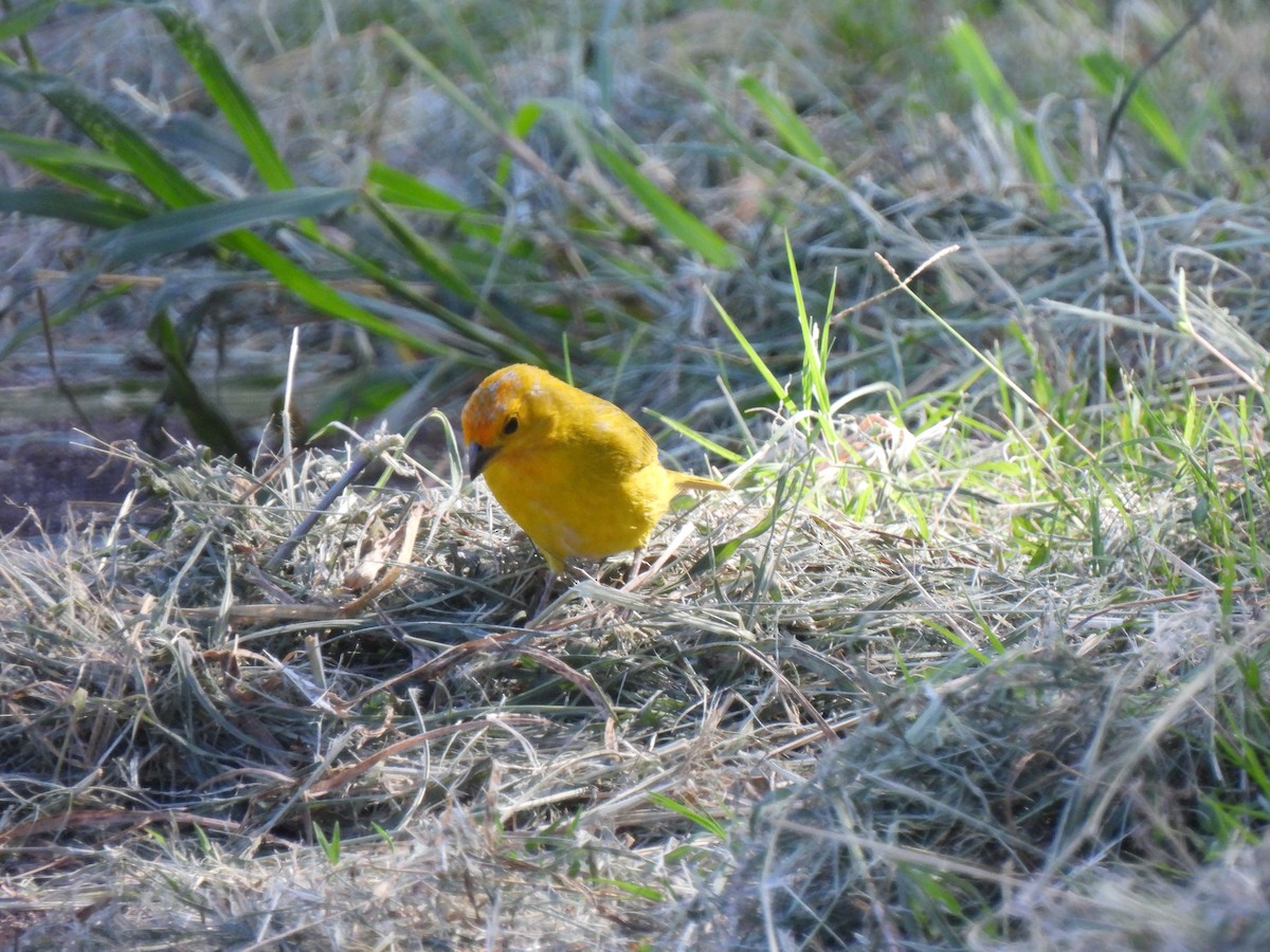 Saffron Finch - ML613671132