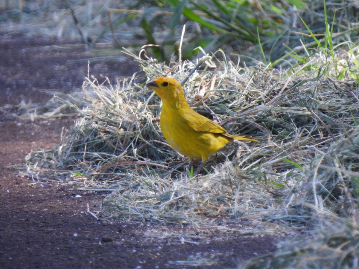 Saffron Finch - ML613671133