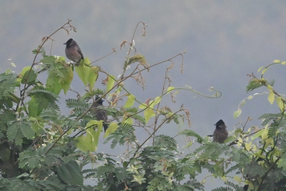 Bulbul ipurgorria - ML613671135