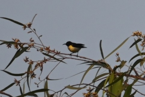 Purple-rumped Sunbird - ML613671145