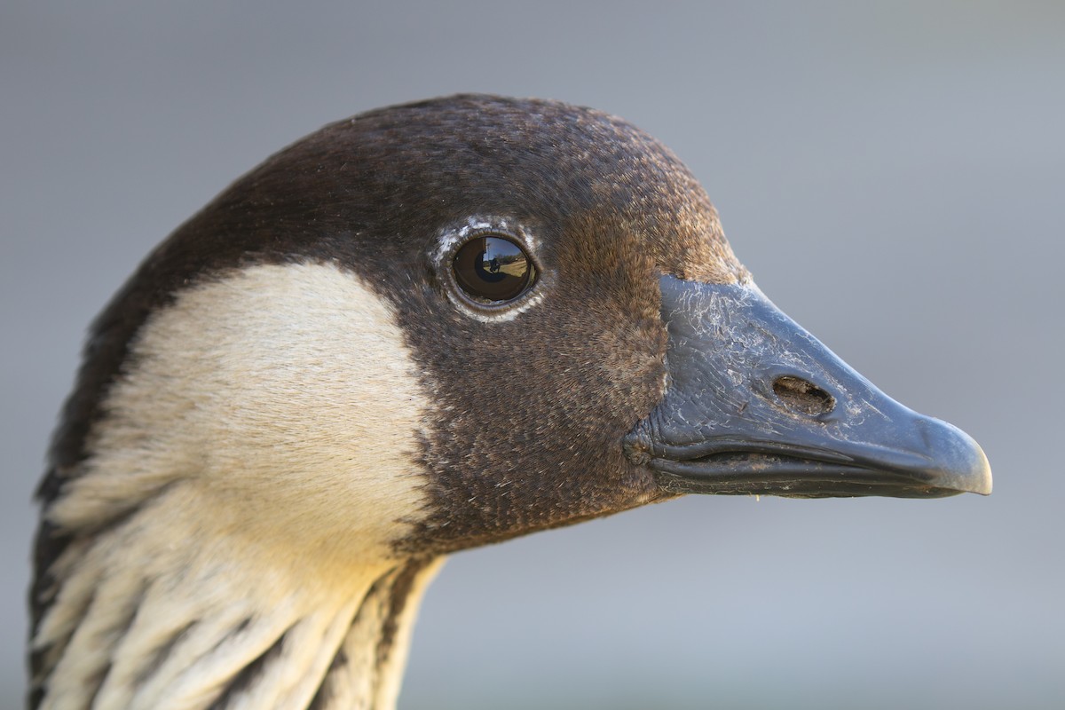 Hawaiian Goose - ML613671146