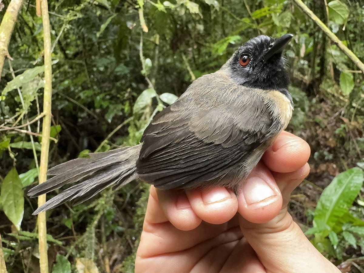 Black-faced Rufous-Warbler - ML613671170