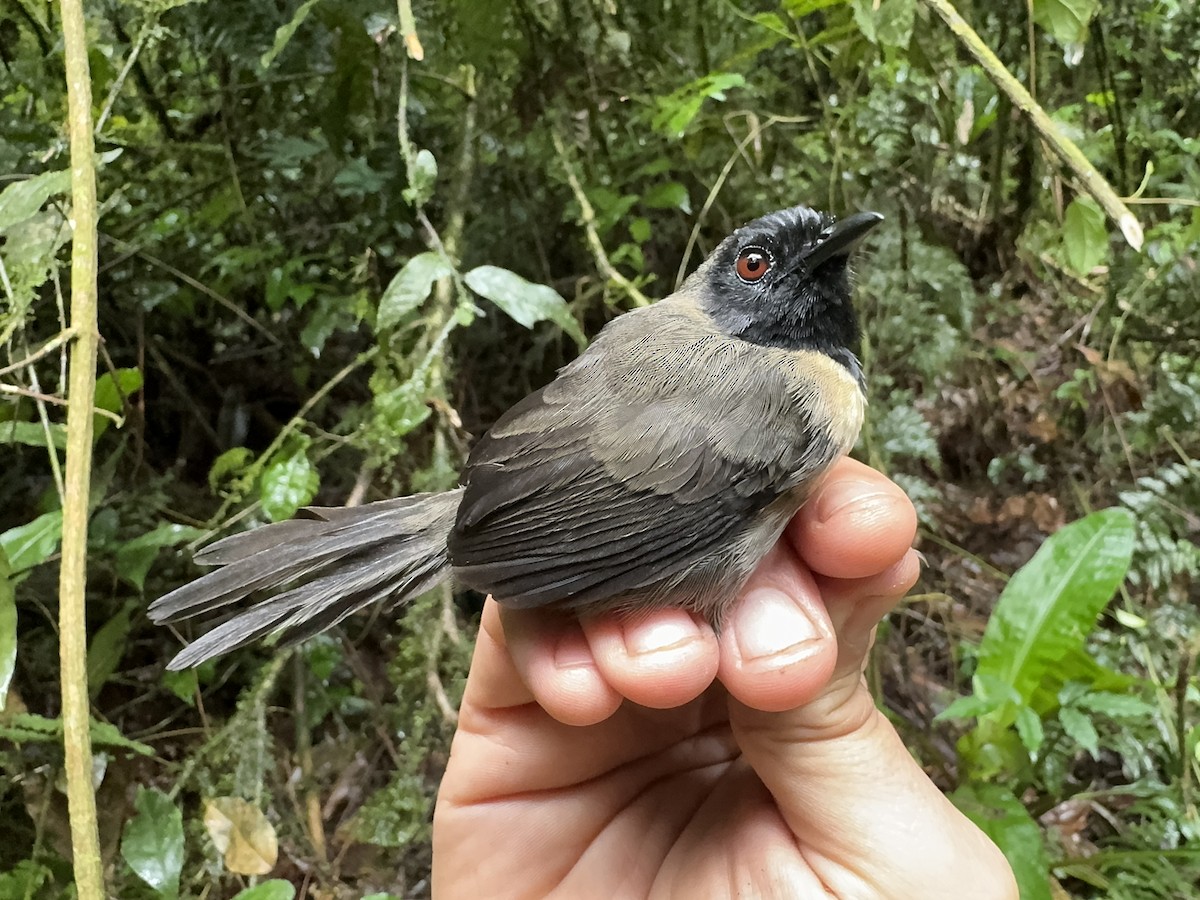 Black-faced Rufous-Warbler - ML613671171