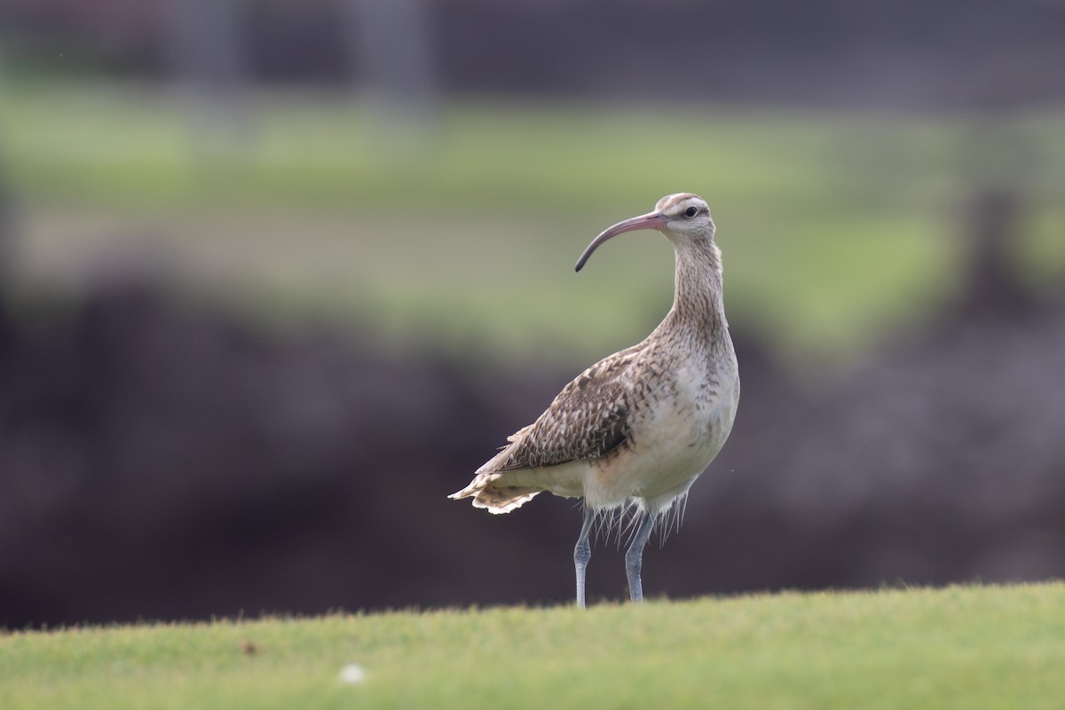 Bristle-thighed Curlew - ML613671209