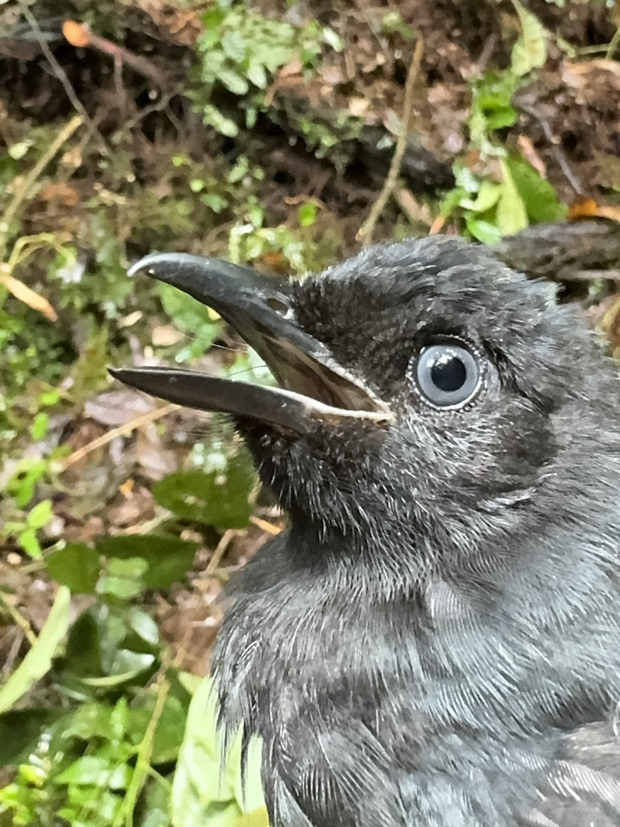 Willard's Sooty Boubou - ML613671212