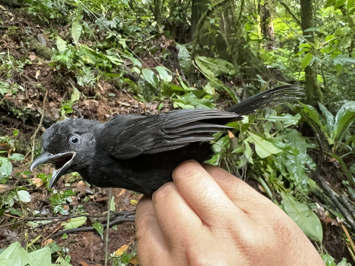 Willard's Sooty Boubou - ML613671213