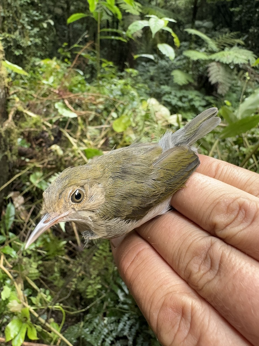 Camaróptera Dorsiverde - ML613671226