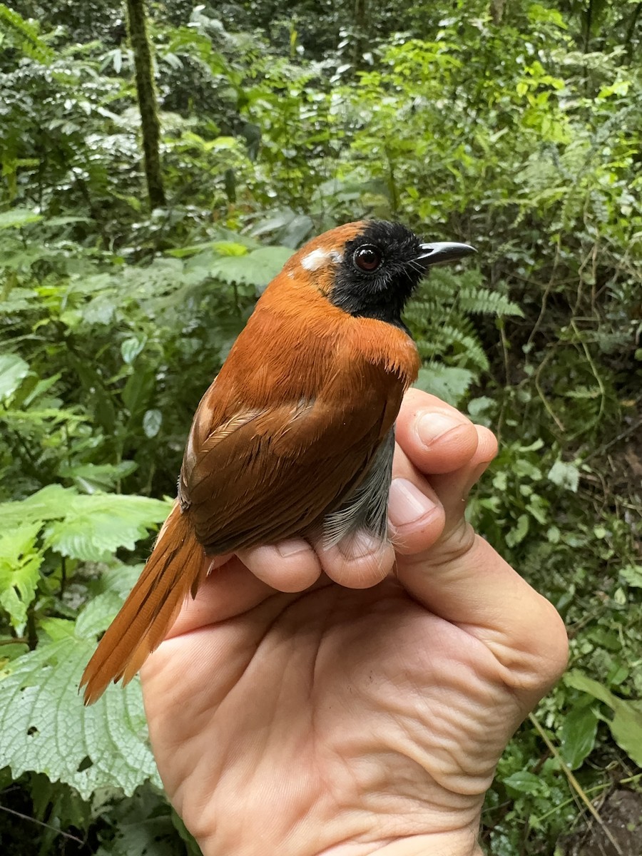 Black-faced Rufous-Warbler - Matt Brady