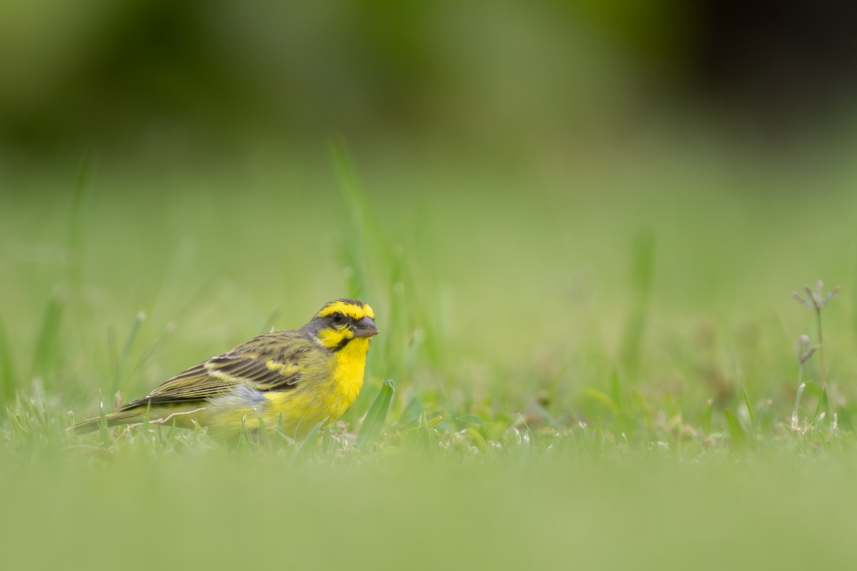 Yellow-fronted Canary - ML613671241