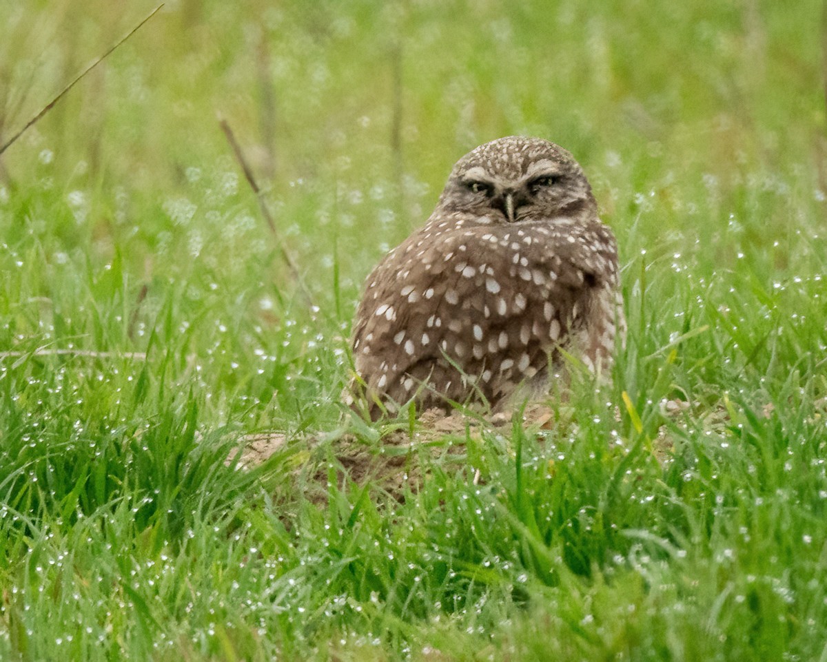 Burrowing Owl - Sue Cook