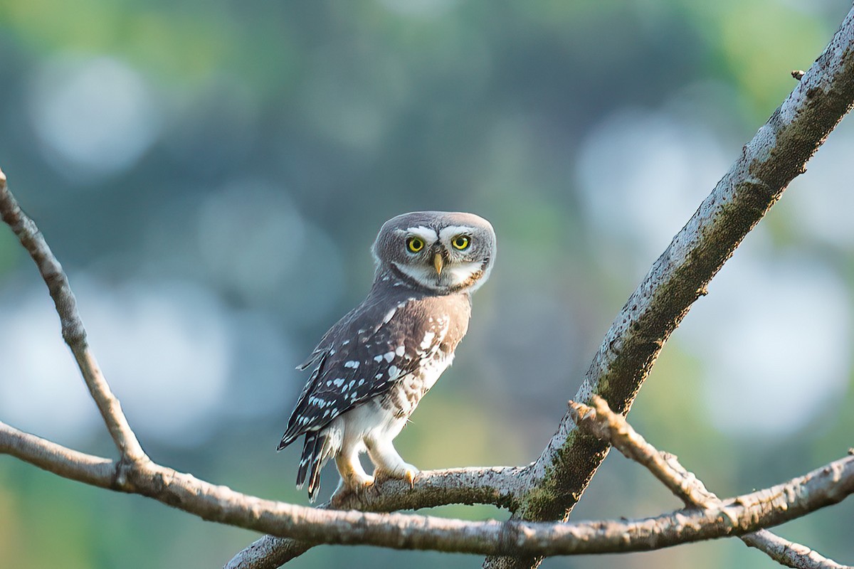 Forest Owlet - ML613671283