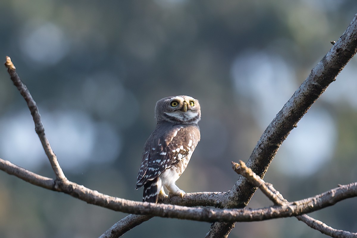 Forest Owlet - ML613671284