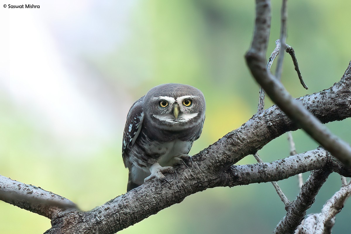 Forest Owlet - ML613671286